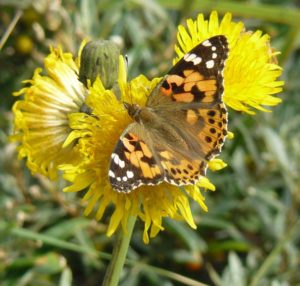 Schmetterling auf Löwenzahn