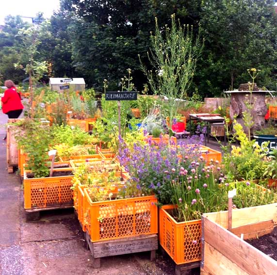 Urban Gardening auf St. Pauli